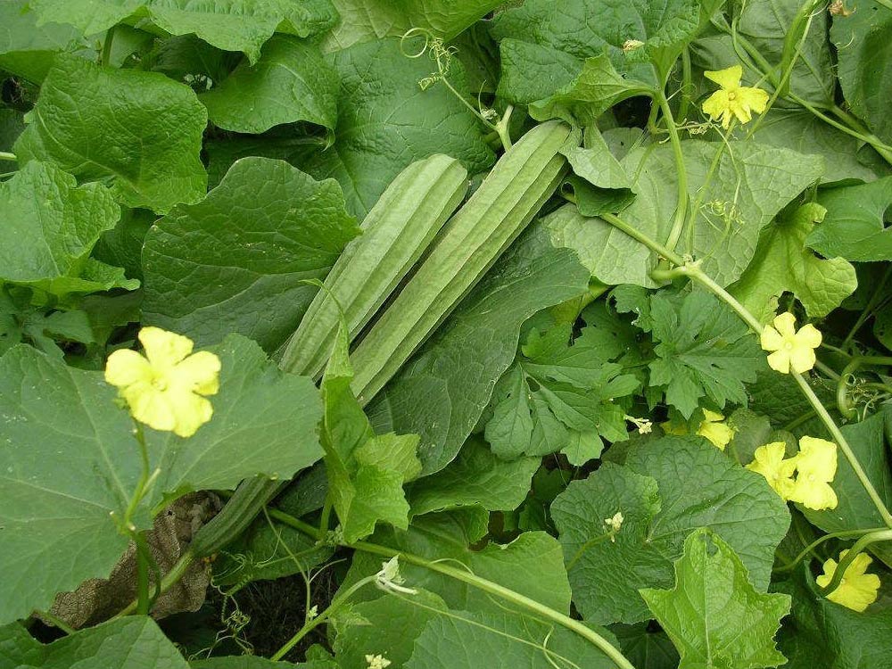 Ridge Gourd Seeds